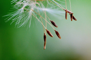 fliegende-Samen