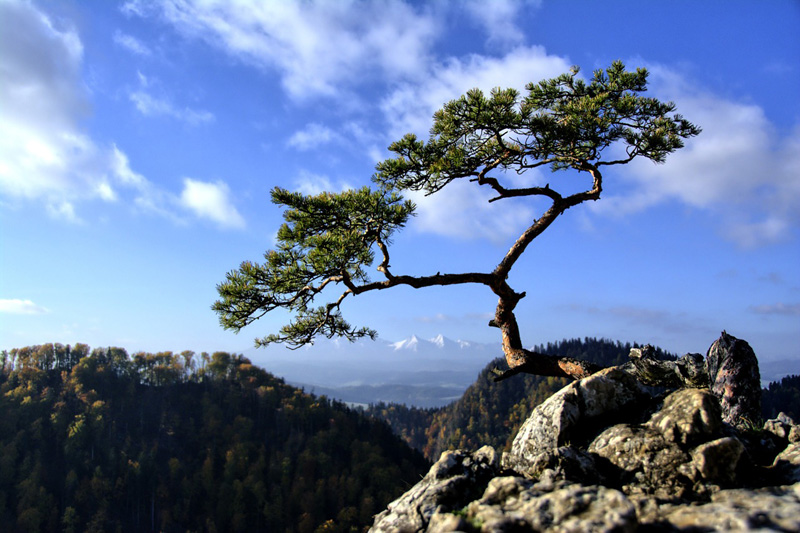 Baum auf Berg