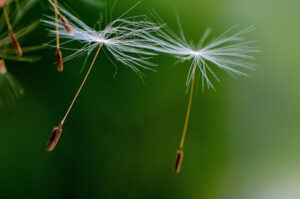 Pusteblume